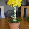 wedding table centrepiece spring daffodil topiary centre arrangement